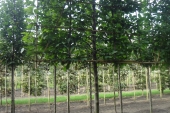 Carpinus betulus Schermvorm 1.70 m stam 16-18