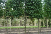 Carpinus betulus Schermvorm 1.70 m stam 18-20