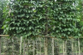 Carpinus betulus Schermvorm 1.70 m stam 20-25
