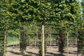 Carpinus betulus Schermvorm 20-25 (4)
