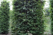 Carpinus betulus Schermvorm laag 20-25 (2)