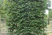 Carpinus betulus Schermvorm laag 20-25