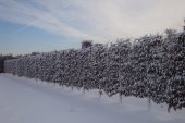 Carpinus betulus Schermvorm laag Winter