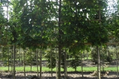 Carpinus betulus Schermvorm stamh. 1.70 m   14-16